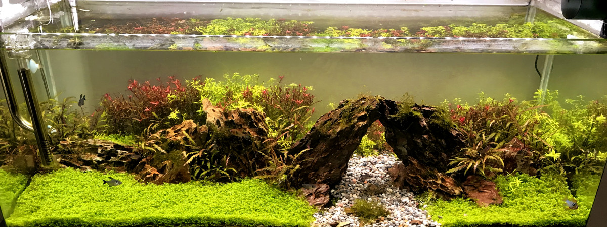 aquarium arnaud silverie