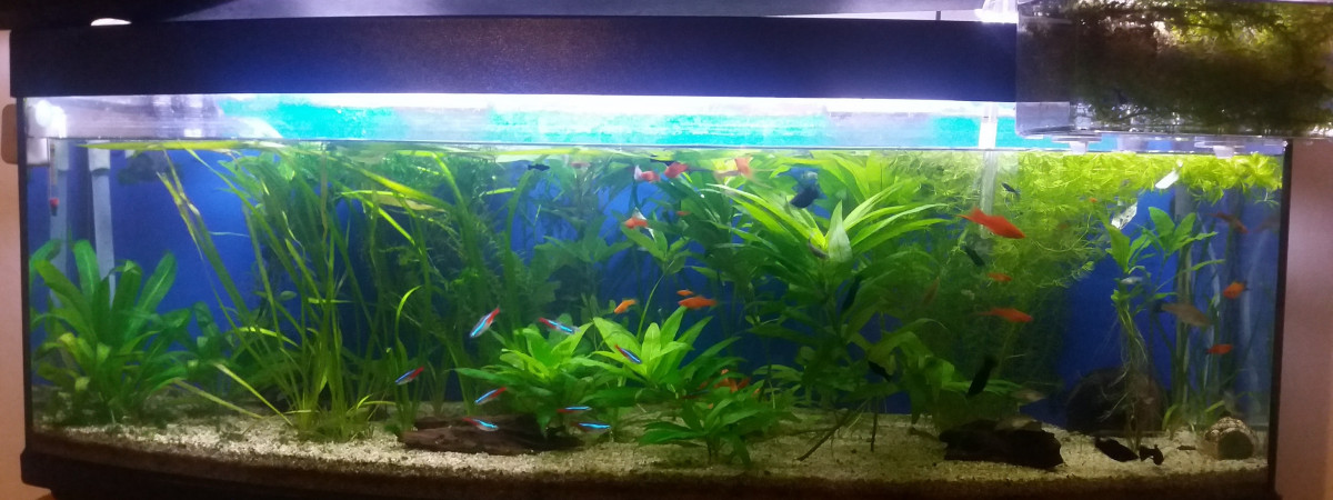 aquarium Mon aquarium communautaire
