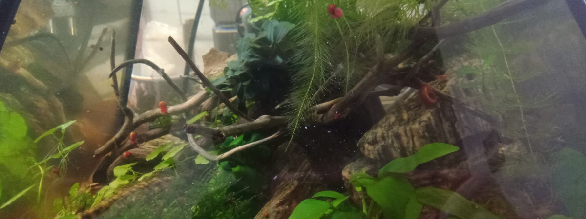 aquarium Cheops