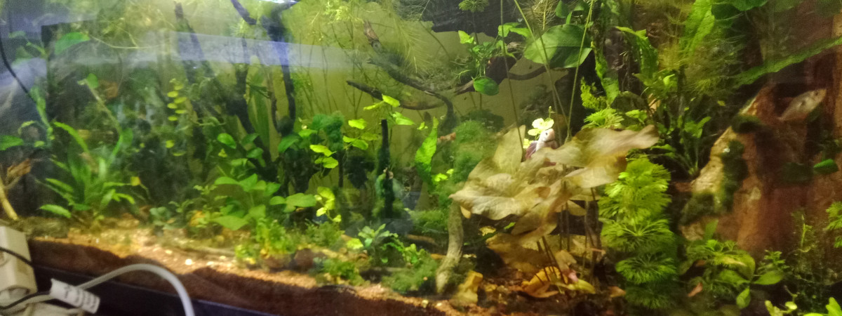 aquarium Jupitaires