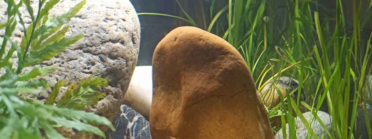 aquarium River