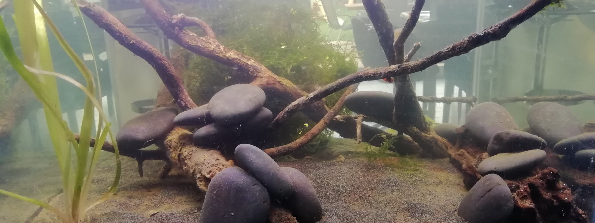 aquarium Lowtech