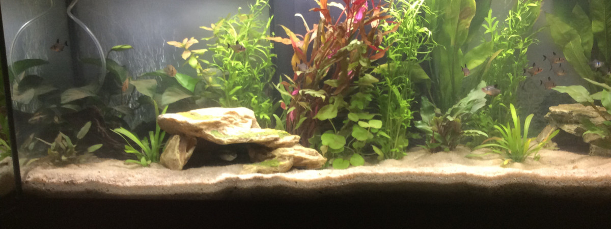 aquarium Communautaire petit cichlide
