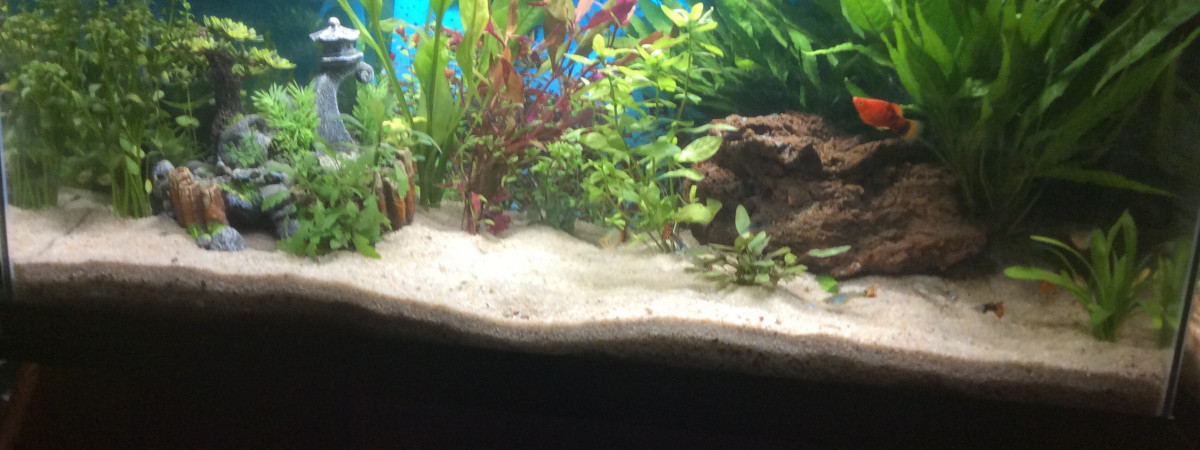 aquarium Aquarium sam