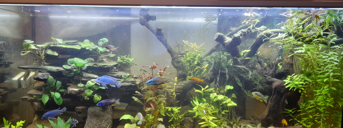 aquarium Eloise