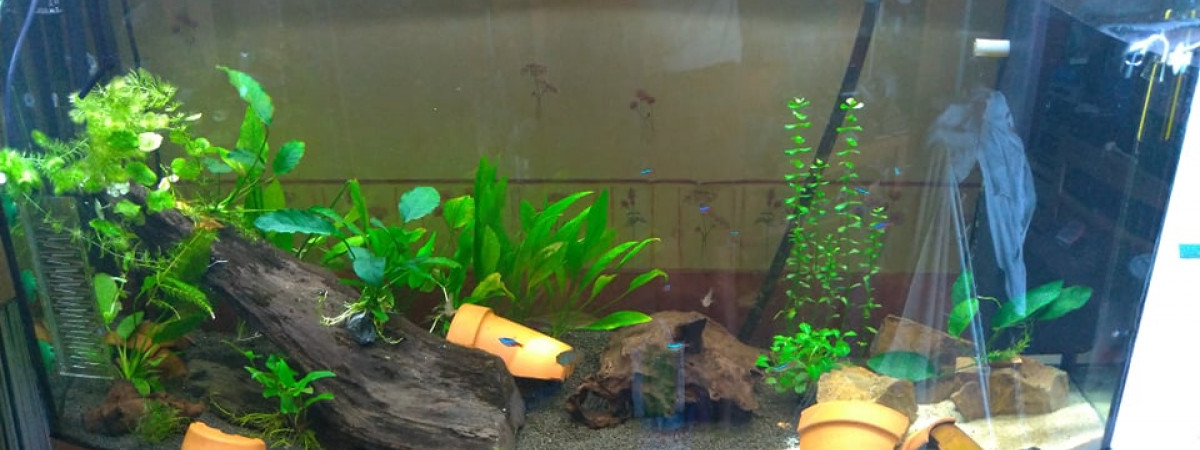 aquarium Amazonien 260L