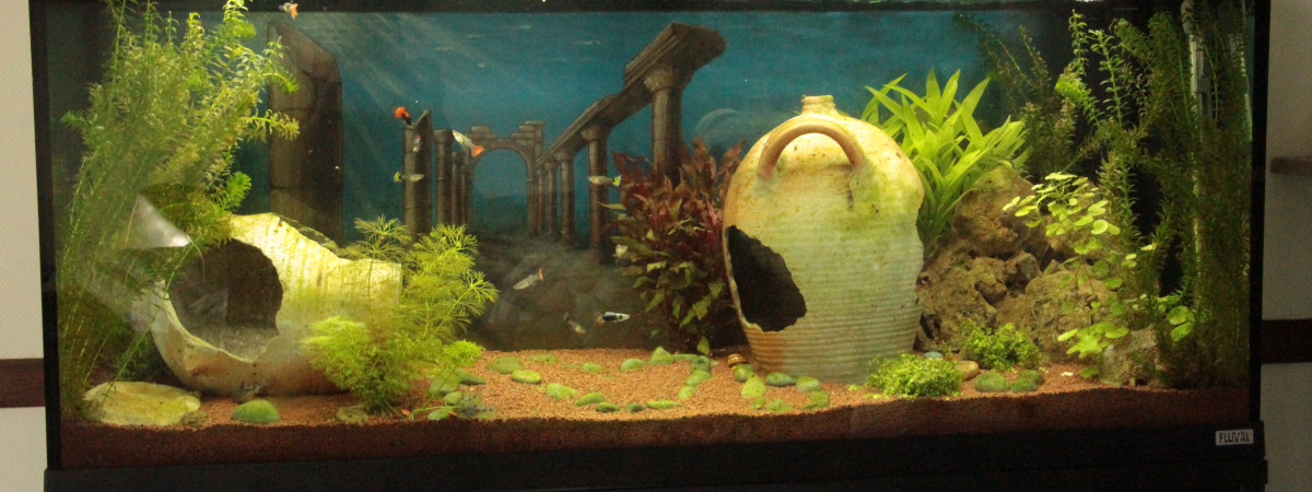 aquarium Ruines romaines