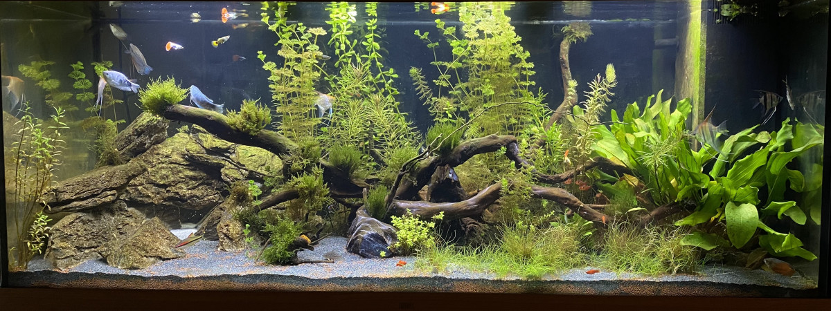 aquarium 450 L