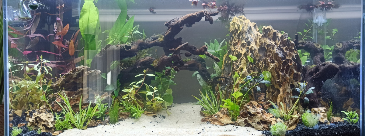 aquarium First Aqua