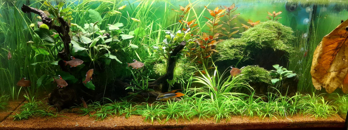 aquarium Commuzonien 180 L