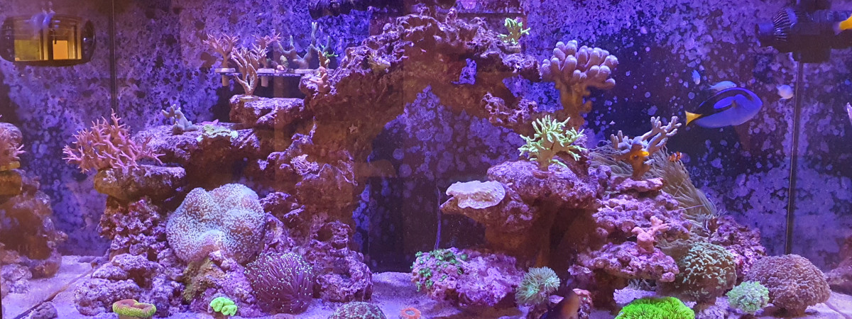 aquarium RED SEA 425 XL