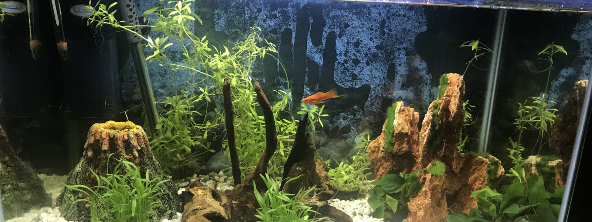 aquarium Amerique