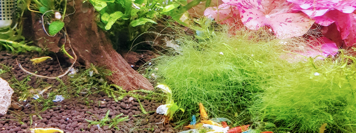 aquarium crevettes