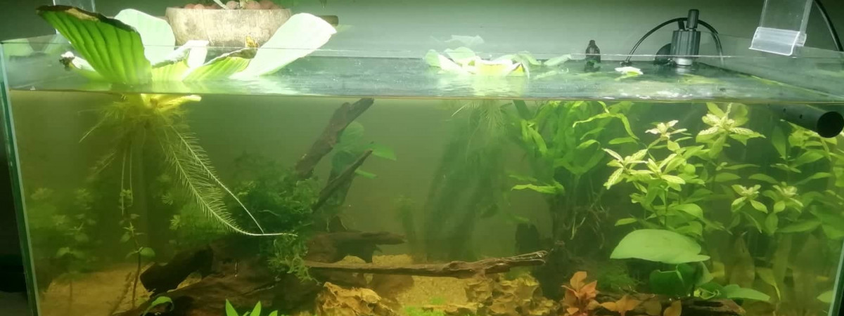 aquarium 60l