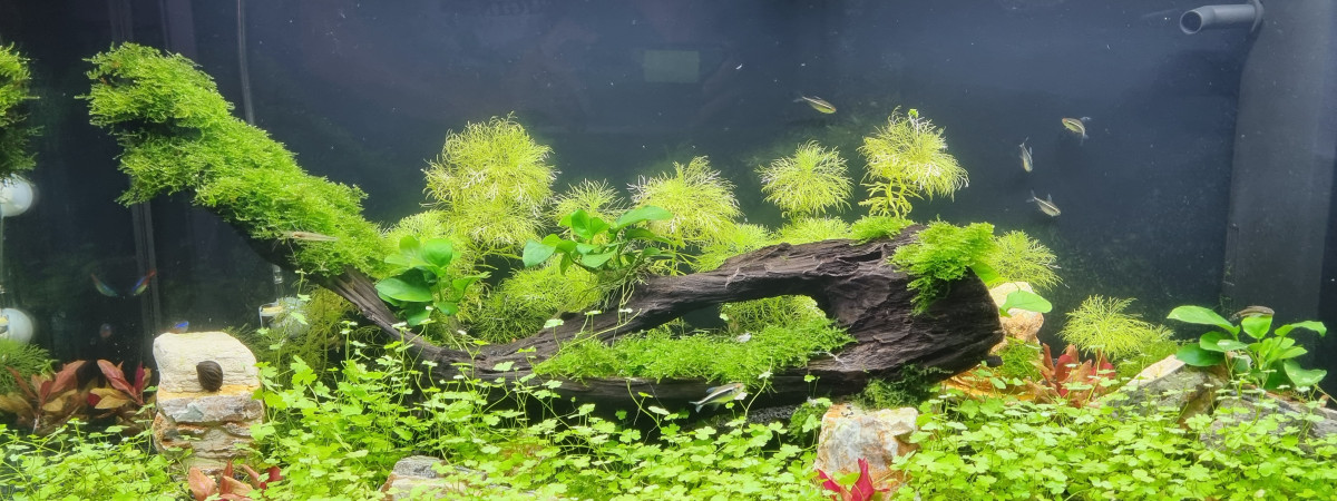 aquarium Amazonien