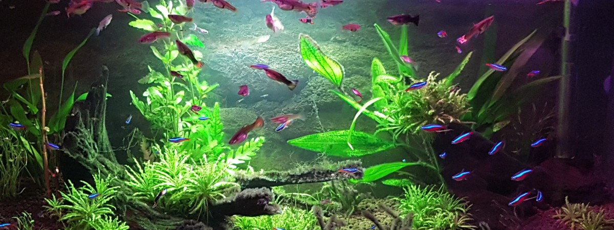 aquarium amazonien