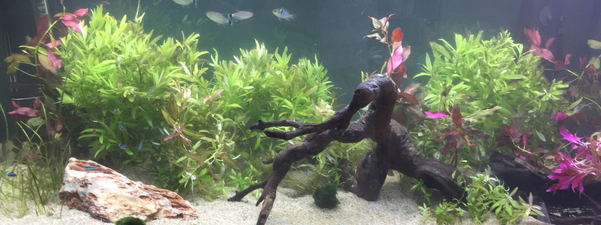 aquarium ArtMonney Tropical