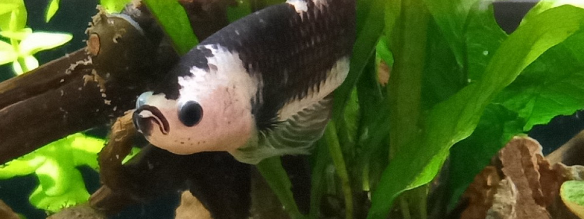 aquarium Dennerle 55L