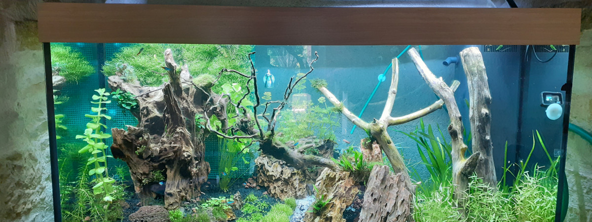 aquarium trouve ton chemin