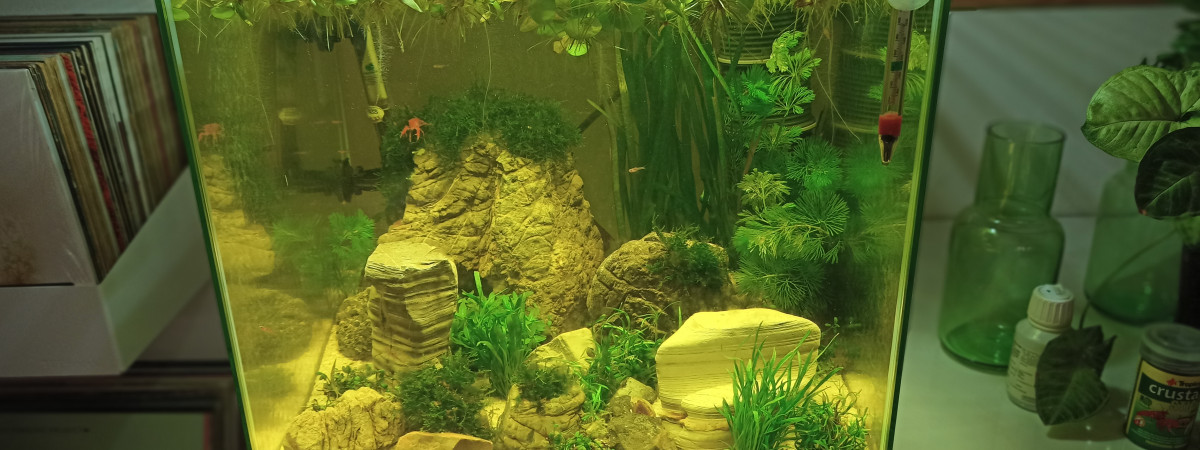 aquarium boraras brigittae