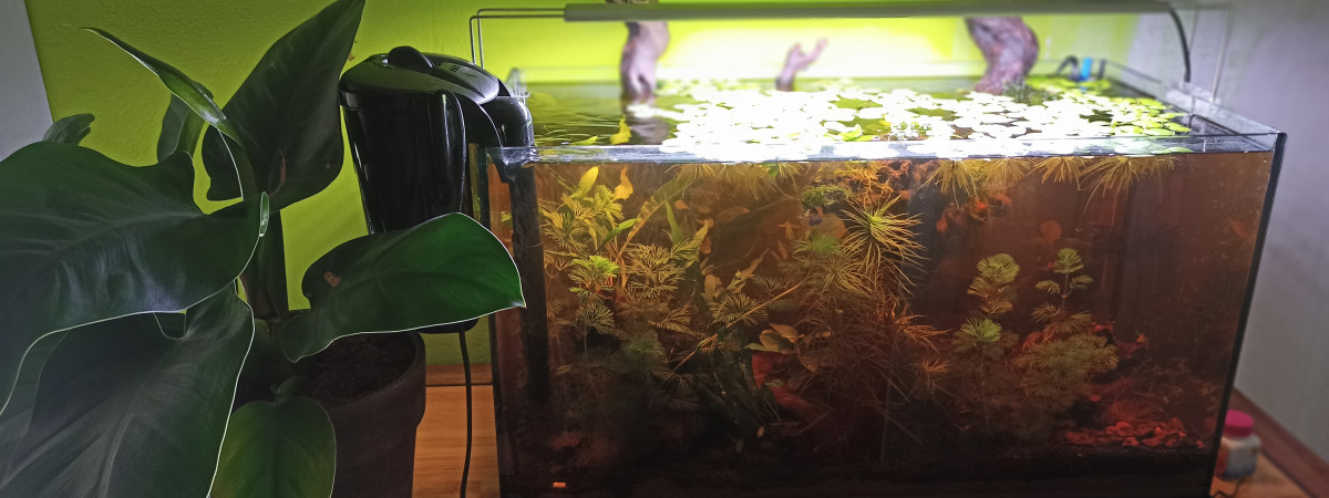 aquarium les 3 nenettes