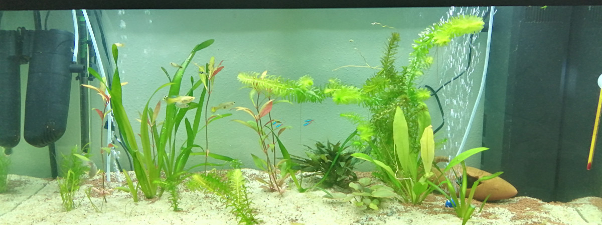 aquarium Grand bac