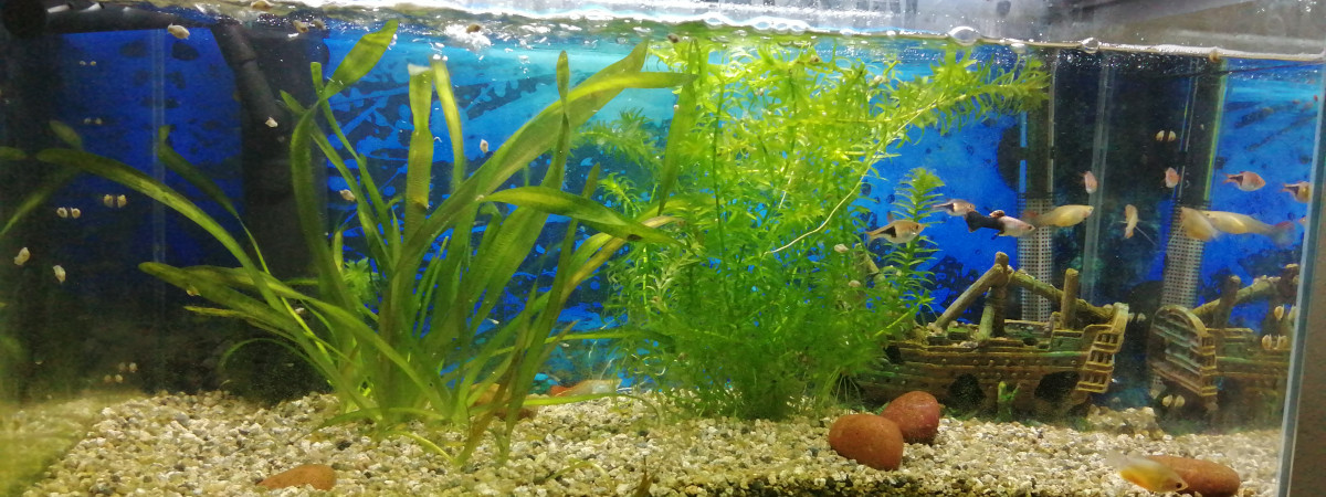 aquarium Bac hopital quarantaine