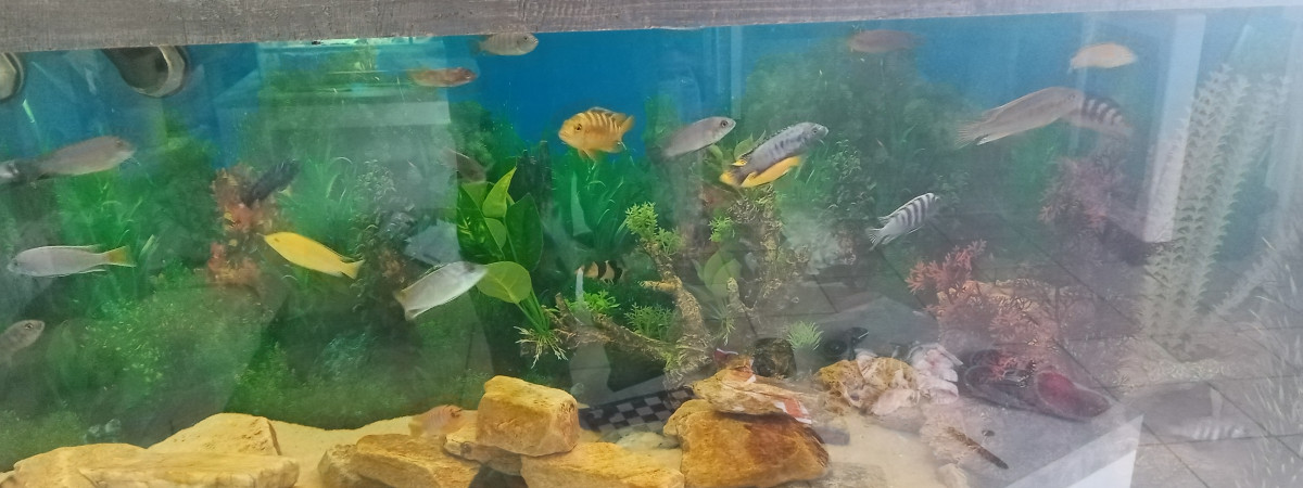 aquarium Chiclide de malawie