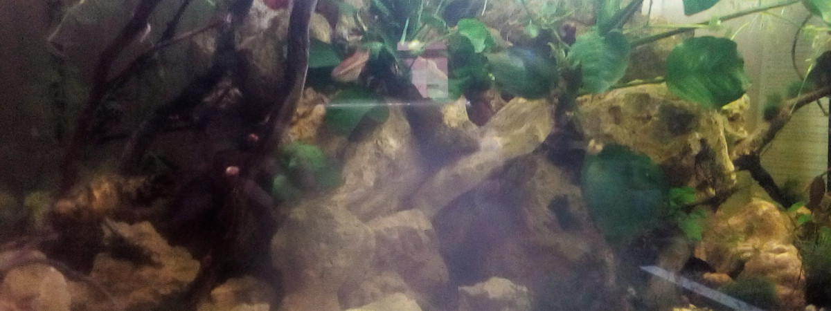 aquarium Stones