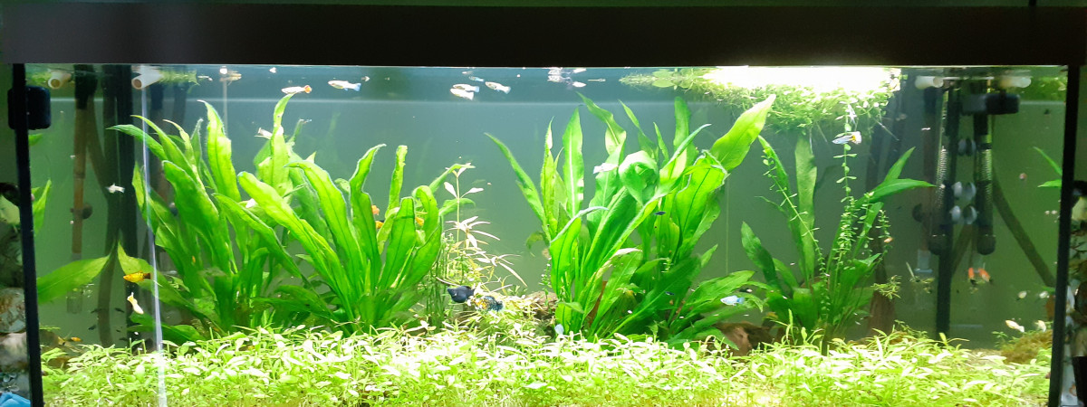 aquarium Communautaire