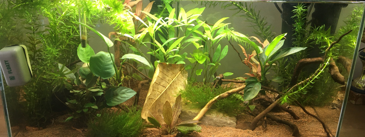 aquarium Inwa 60