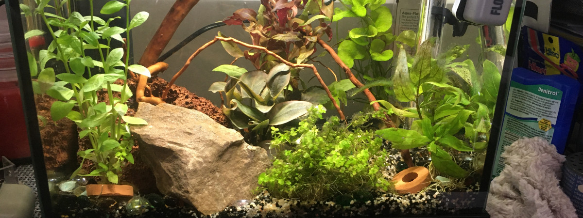 aquarium Red cherry