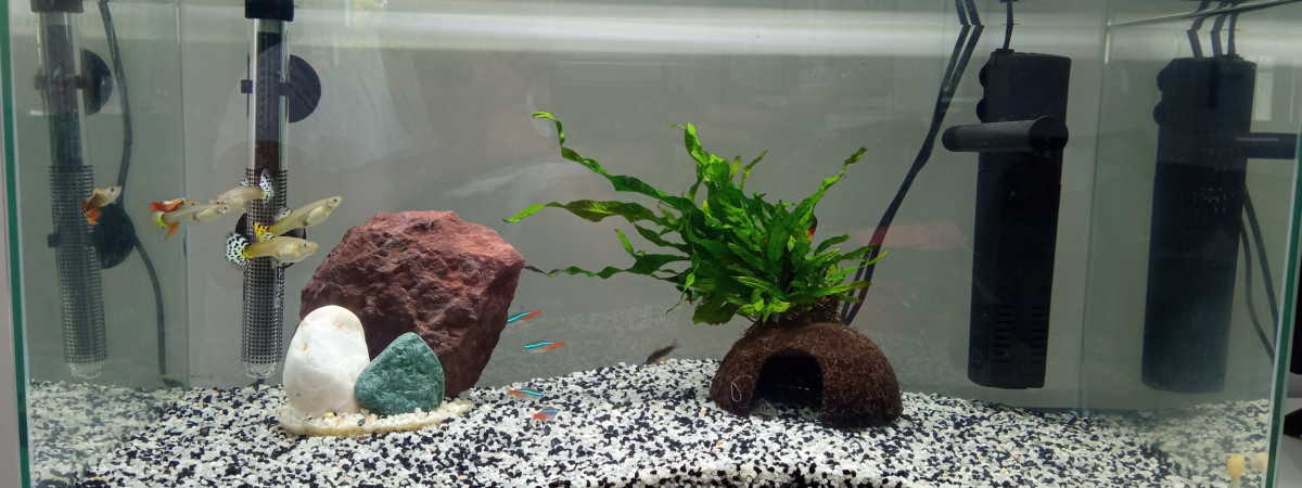 aquarium Salon