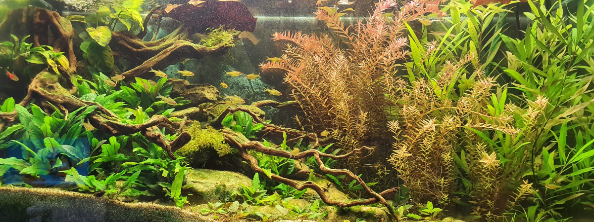 aquarium Osaka320l