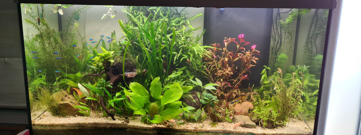 aquarium 200l amazonien