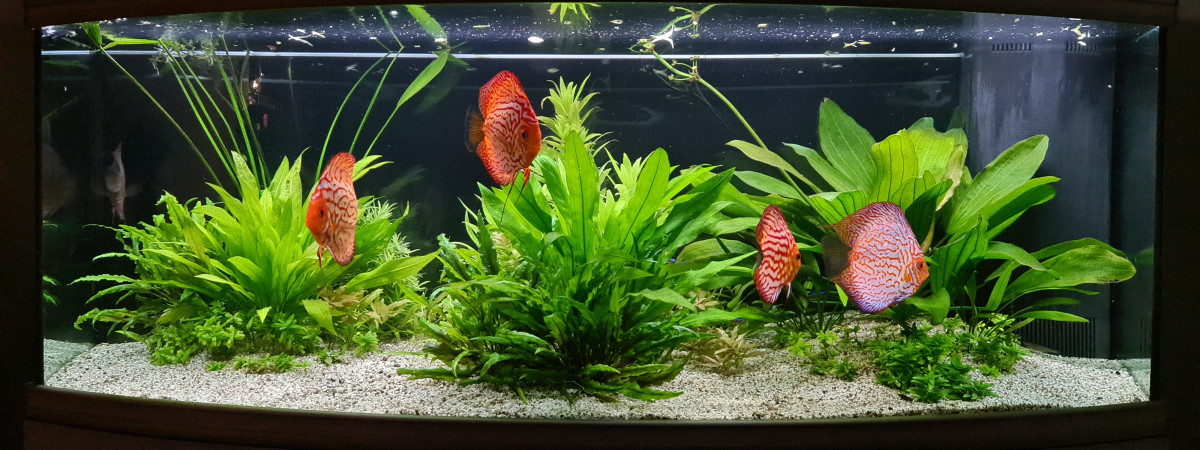 aquarium Discus paradise