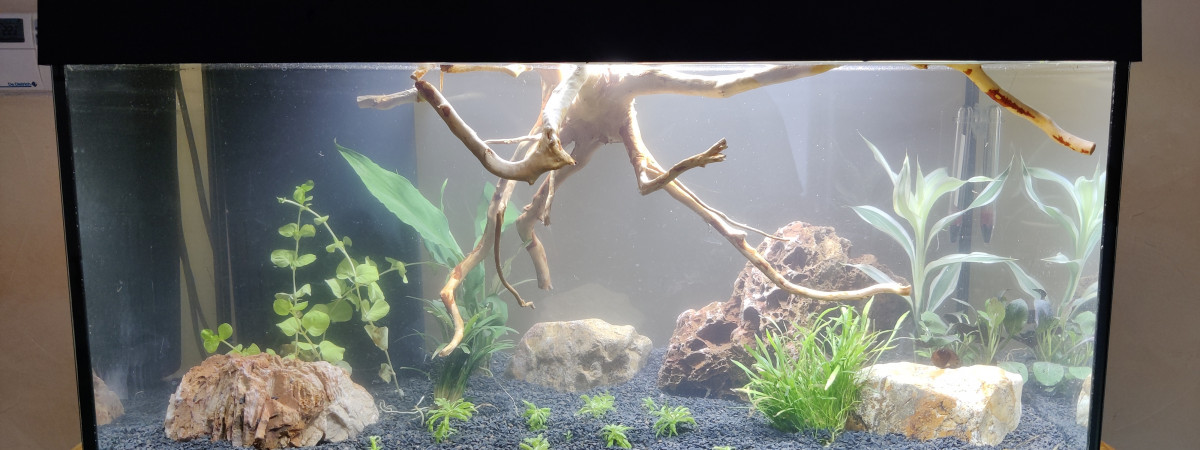 aquarium Sallon