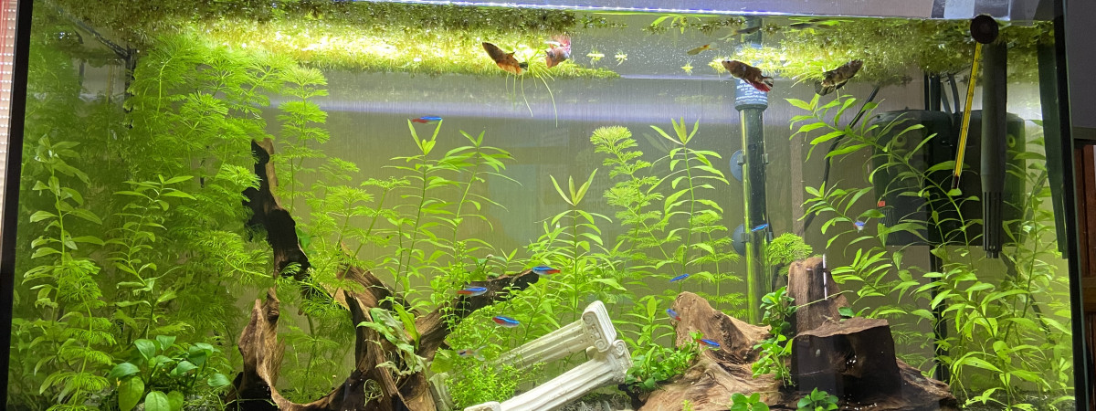 aquarium Mon 100L