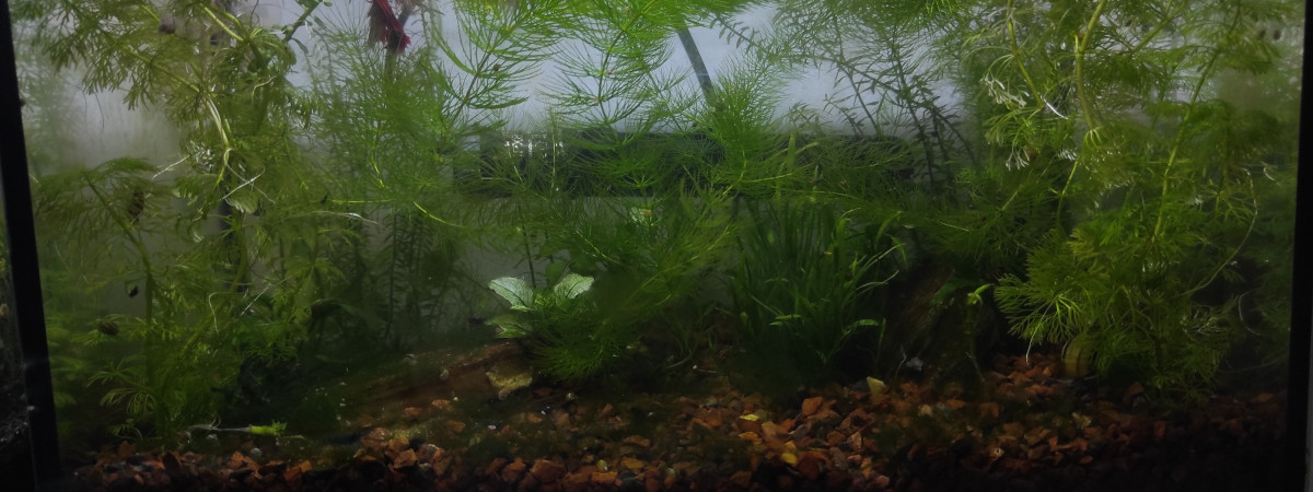 aquarium Sylvain