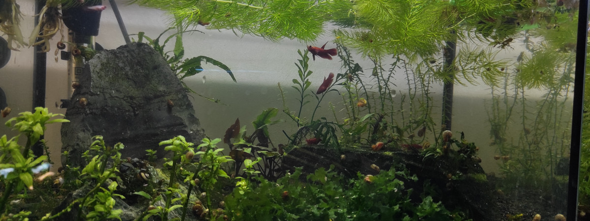aquarium Betta