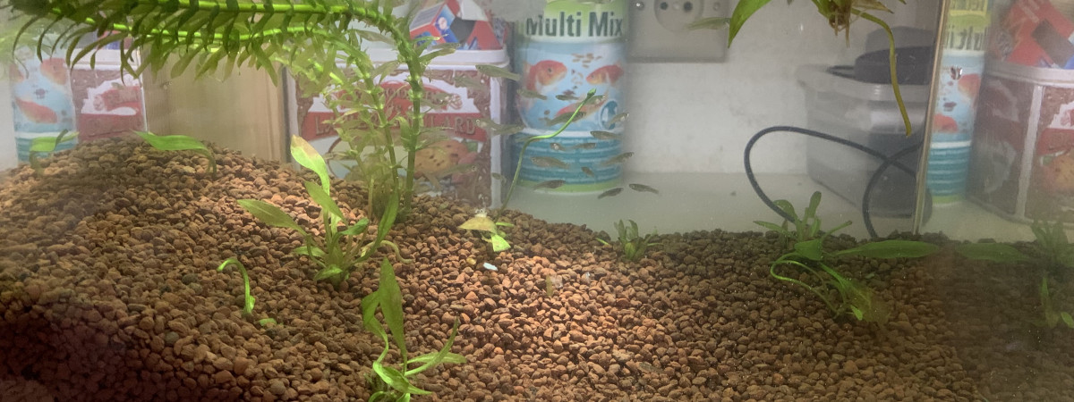 aquarium Gambu