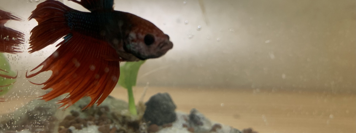 aquarium Betta splendece crowntail