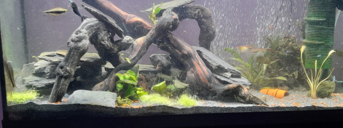 aquarium 1er aquarium