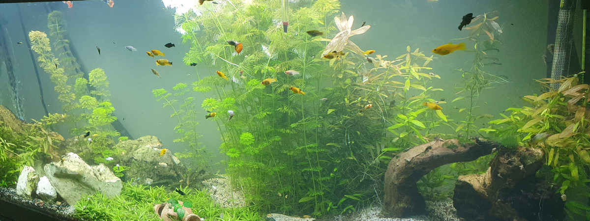 aquarium Amazonien -asiate Juwel 450