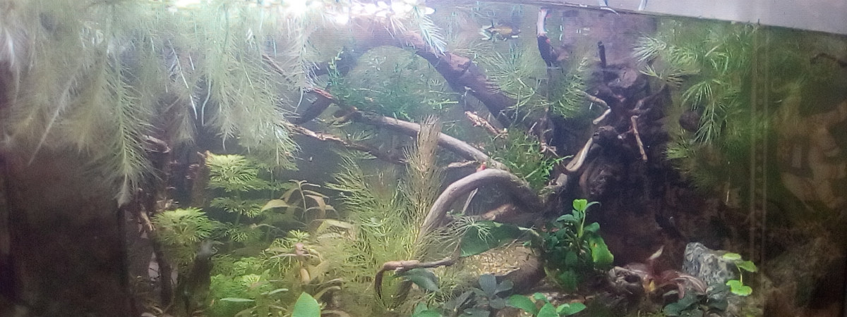 aquarium killies s roots