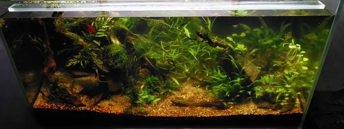 aquarium lowtech