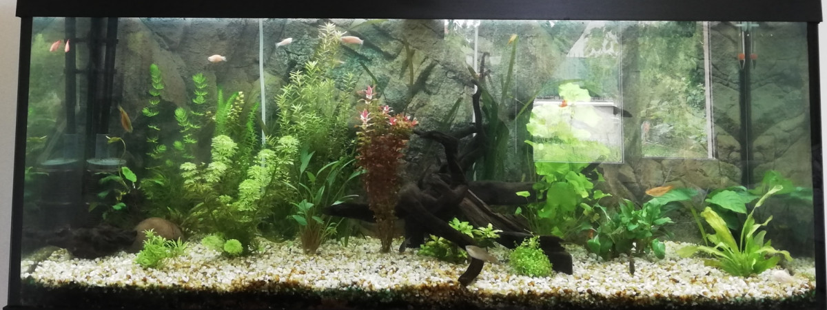 aquarium Premier bac