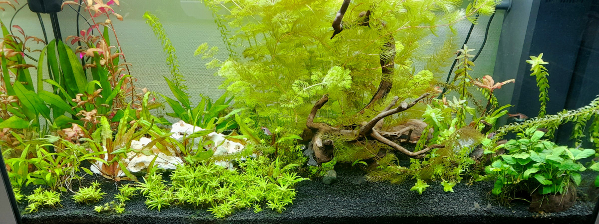 aquarium Juwel Rio 180 Fabio