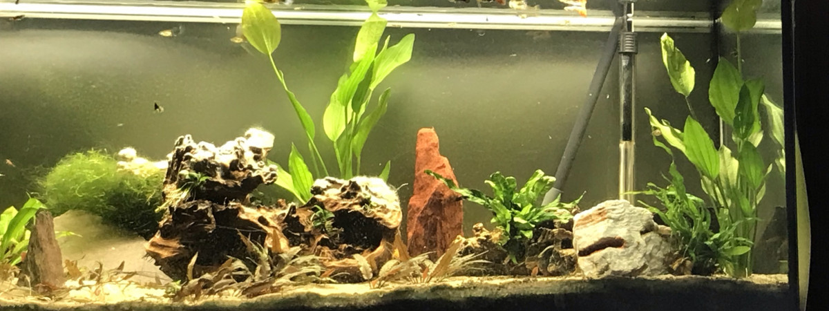 aquarium Guppy land