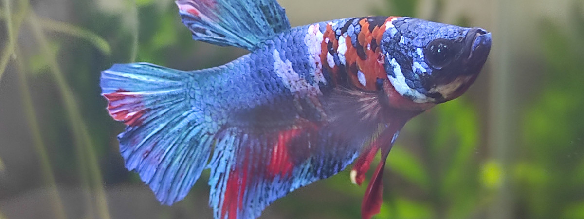 aquarium Aquarium de Carlos